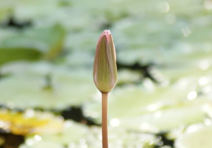 Bourgeon apaisant fleur